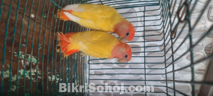 Lutino opaline